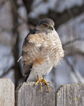 Sharp shinned Hawk 6892